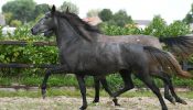 AMAZING AND ENERGETIC Avelan P.R.E. Mare HORSE FOR SALE.. on HorseYard.com.au