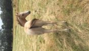 Buckskin roan QH colt on HorseYard.com.au