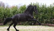 Cute /Black Friesian Horse (Registered) . on HorseYard.com.au