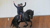Friesian Sport Horse Gelding . on HorseYard.com.au