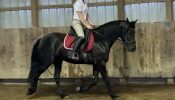 Registered Friesian Sport Horse Mare Rides Drives Very Gentle Quiet . on HorseYard.com.au