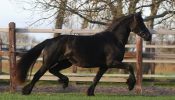 Friesian Mare Horse Ready . on HorseYard.com.au