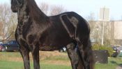 Registered Friesian Sport Horse Mare  . on HorseYard.com.au