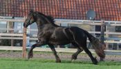 Stunning Friesian on HorseYard.com.au