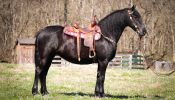 Family, Youth, and Beginner Friendly Registered Friesian Sport Horse Mare . on HorseYard.com.au