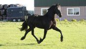 Super Fancy, Stylish, and Rare Colored Steel Black Friesian Horse . on HorseYard.com.au