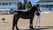 Sweet Black Friesian Horse Mare . on HorseYard.com.au