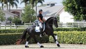 Dapple Black Mare in Foal To Friesian Sport horse . on HorseYard.com.au
