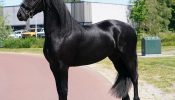 Super Gentle, Professionally Trained Black Registered Friesian Sport Horse . on HorseYard.com.au