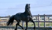 Registered Friesian Sport Horse Dressage/Trail on HorseYard.com.au