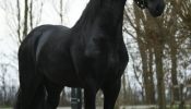 Bay Friesian Sport Horse Gelding - Available . on HorseYard.com.au