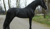 8 Years Old Friesian Sport Horse Gelding - Available . on HorseYard.com.au