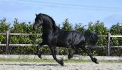 Registered Friesian Cross Broke . on HorseYard.com.au