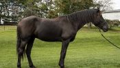 Victor; Friesian Gelding Horse . on HorseYard.com.au