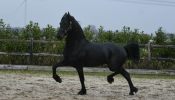 Black Registered Friesian Sport Horse Gelding - Available . on HorseYard.com.au
