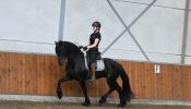 Super Gentle Registered Friesian Sport Horse Gelding, Rides and Drives, Gentle on HorseYard.com.au