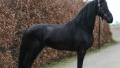 Friesian, Trail Horse, Safe/Gentle! on HorseYard.com.au