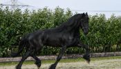 Friesian Sport horse Black Gelding 16HH Dressage/Ranch/Athletic/English/Western on HorseYard.com.au