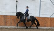 Good Looking Friesian Sport horse Black Gelding 16HH Dressage/Ranch/Athletic/English/Western on HorseYard.com.au