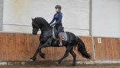 Stunning Friesian Gelding Horses For Sale . on HorseYard.com.au