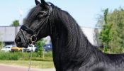 Sweet Beginner Friendly Friesian . on HorseYard.com.au