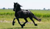 Good Looking Beginner Friendly Friesian. on HorseYard.com.au