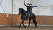 Black Friesian Mare on HorseYard.com.au