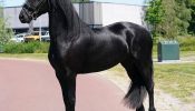 Humble Beginner Friendly Friesian. on HorseYard.com.au