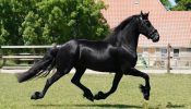 Lovely 4 Years Old Friendly Friesian . on HorseYard.com.au