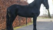 Good Looking Beginner Friendly Friesian . on HorseYard.com.au