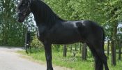 Cute Friesian Gelding Horse for sale . on HorseYard.com.au
