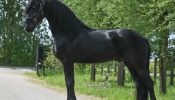 Don't Miss This Friesian Gelding Horse . on HorseYard.com.au