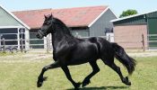 Stunning Freisian Mare.  on HorseYard.com.au