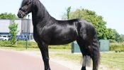 All round Friesian horses for sale. on HorseYard.com.au