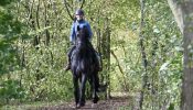 Heavenly Sent Friesian Gelding Horse. on HorseYard.com.au