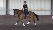 Dressage or Jumping star  on HorseYard.com.au