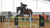 Perfect Schoolmaster Showjumper on HorseYard.com.au