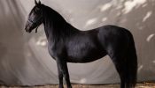 Perfectly Trained Friesian (Registered Fresian Sport Horse) on HorseYard.com.au