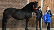 Healthy Friesian Mare on HorseYard.com.au