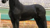 4 yrs old Year Old Friesian Mare . on HorseYard.com.au