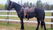 Rustler- Friesian on HorseYard.com.au