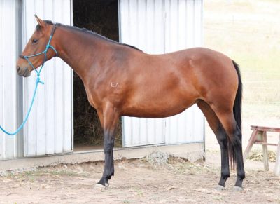 Stunning ASH mare on HorseYard.com.au