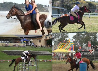 Urgent Sale - 20yo Thoroughbred Mare on HorseYard.com.au