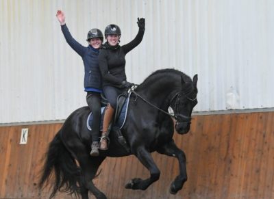 Sweet Humble Gelding Horse .  on HorseYard.com.au