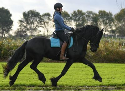 Beautiful Rare Mature 7 Yr Friesian Gelding At Black Sterling Friesians . on HorseYard.com.au