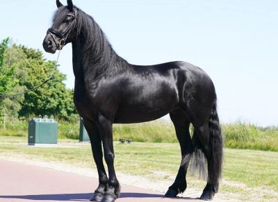 Dominic Friesian Sport Horse With Show Potential on HorseYard.com.au