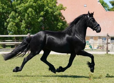 Ranch, Trail Horse, Broke/Gentle Online Auction on HorseYard.com.au