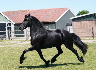 Stunning Freisian Mare.  on HorseYard.com.au