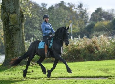 Super All Around Family/Children's Friesian Gelding . on HorseYard.com.au