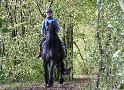 Heavenly Sent Friesian Gelding Horse. on HorseYard.com.au